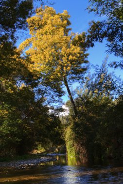 Akasya ağaçlar ve Nehri akış