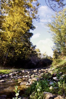 Akasya ağaçlar ve Nehri akış