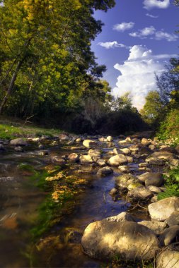 Akasya ağaçlar ve Nehri akış