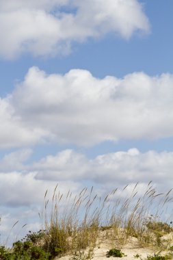 Dune flora peyzaj