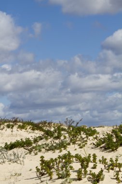 Dune flora peyzaj