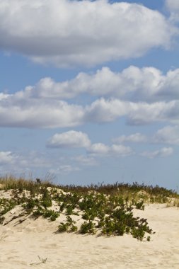 Dune flora peyzaj