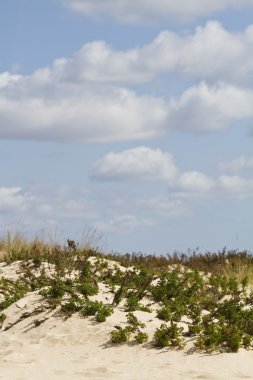 Dune flora peyzaj