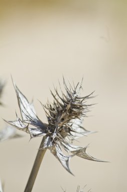 plaj dune flora