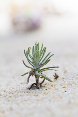 plaj dune flora