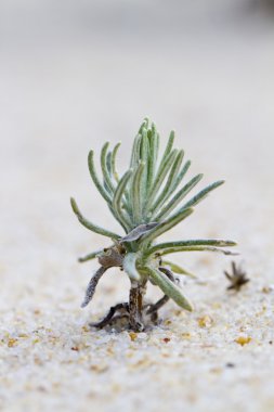 plaj dune flora