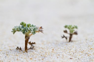 plaj dune flora