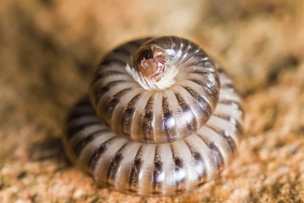 Millipede in defensive position — Stock Photo, Image