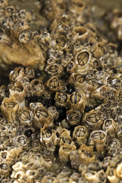 Colony of barnacles — Stock Photo, Image