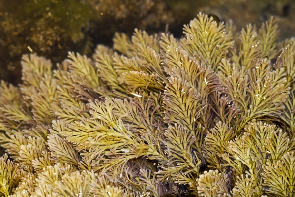 해양 수 중 식물 — 스톡 사진