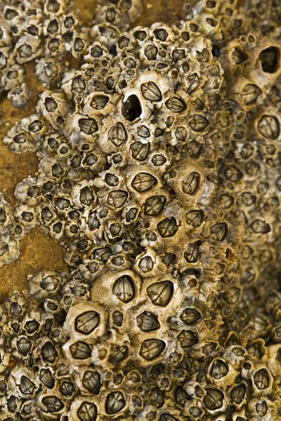 Colonia di barnacles — Foto Stock