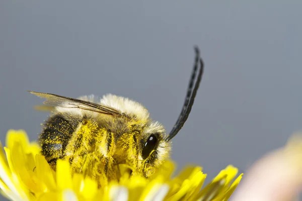 長い角状の蜂 — ストック写真