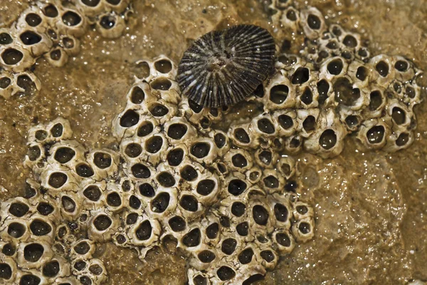 Colony of barnacles and limpet — Stock Photo, Image
