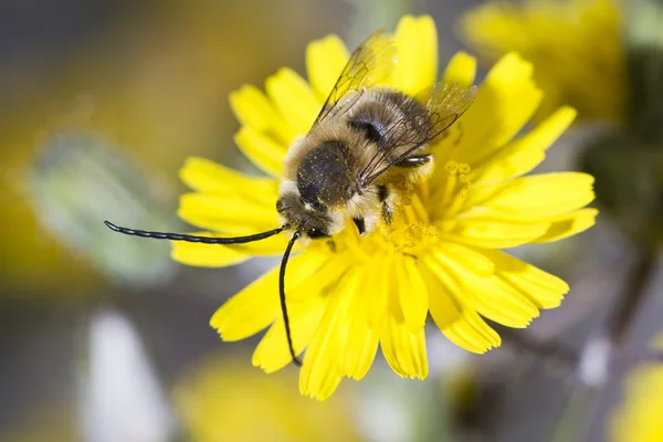 Dlouhé rohatou včela — Stock fotografie