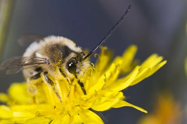 Dlouhé rohatou včela — Stock fotografie