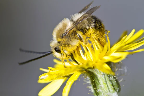 Długo rogaty Pszczoła — Zdjęcie stockowe