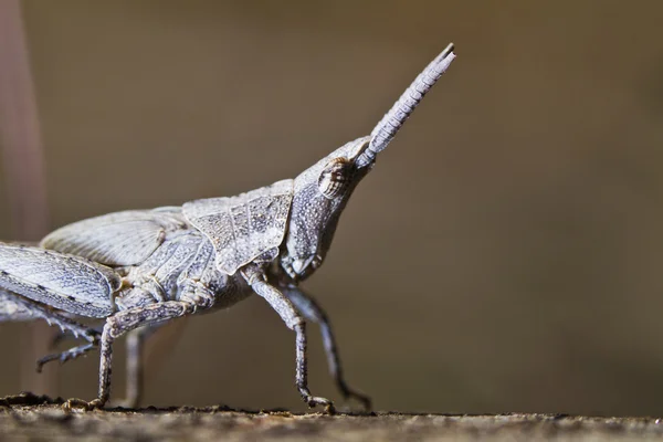 작은 메뚜기 — 스톡 사진