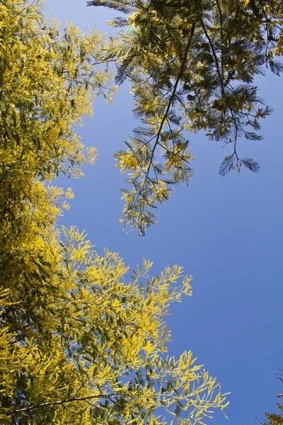 Acacia trees — Stock Photo, Image