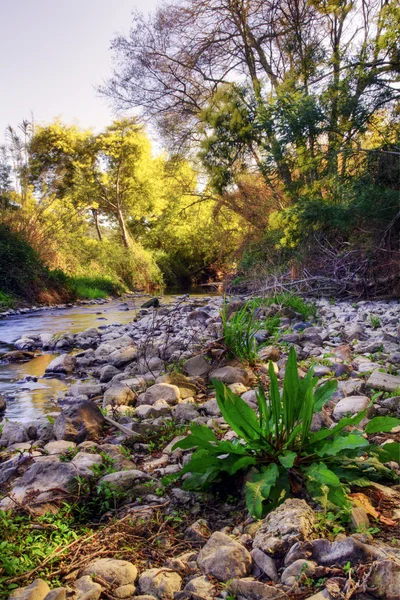 Acacia e torrente fluviale — Foto Stock