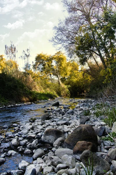 Drzewa akacjowe i rzeka strumień — Zdjęcie stockowe