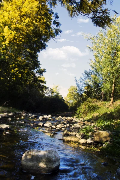 Drzewa akacjowe i rzeka strumień — Zdjęcie stockowe