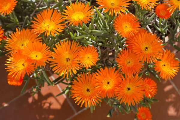 Vygie flor suculenta sul-africana — Fotografia de Stock
