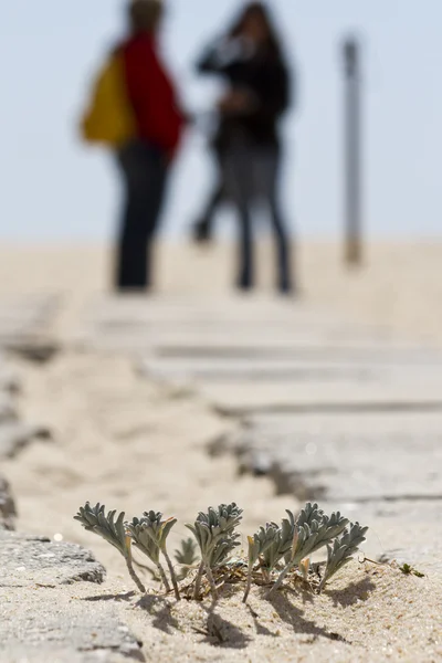 海滩沙丘植物区系 — 图库照片