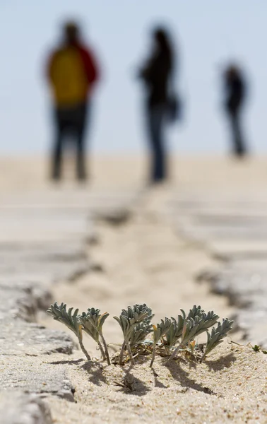 Flora de dunas de playa —  Fotos de Stock