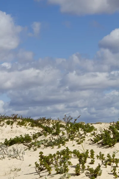 Duna flora paisaje — Foto de Stock