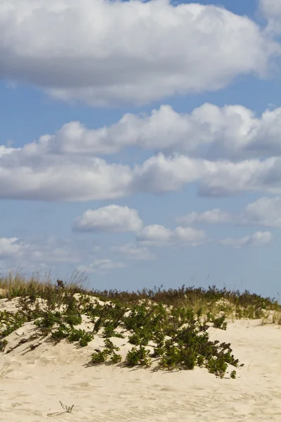 stock image Dune flora landscape