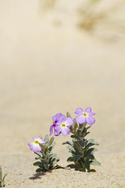 Stranden dune flora — Stockfoto