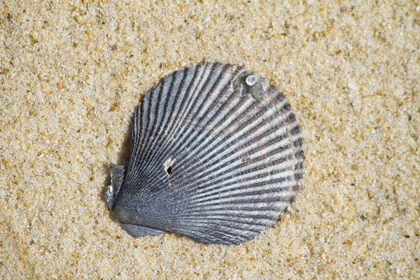 在海滩上的贝壳 — 图库照片
