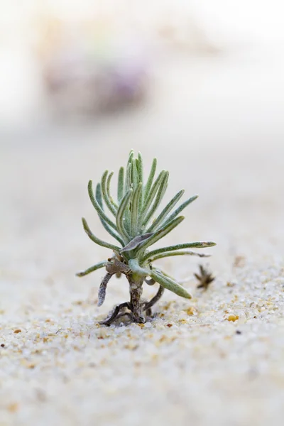 stock image Beach dune flora