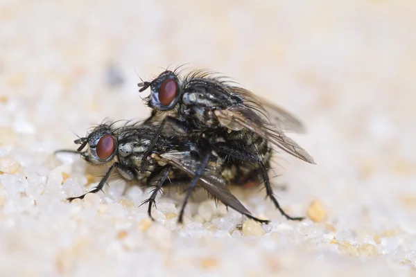 Duas moscas acasalamento — Fotografia de Stock