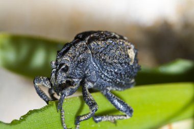 Snout beetle