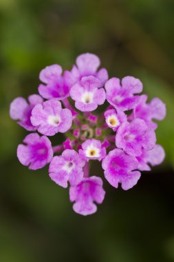 Lantana camara