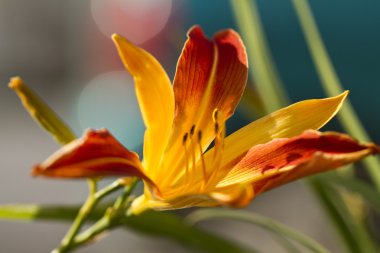 Daylily 'Frans Hals' (Hemerocallis boş)