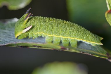 Foxy İmparator (Charaxes jasius)