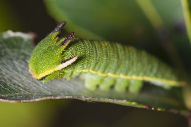 Foxy İmparator (Charaxes jasius)