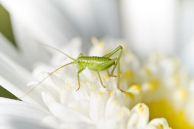 Katydid (Odontura glabricauda)