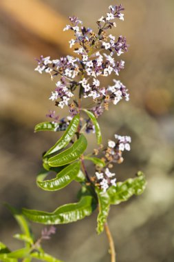 Aloysia citrodora clipart