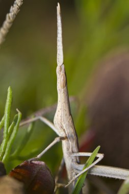 Garip grasshoppper