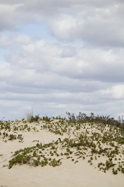 沙丘植物景观 — 图库照片