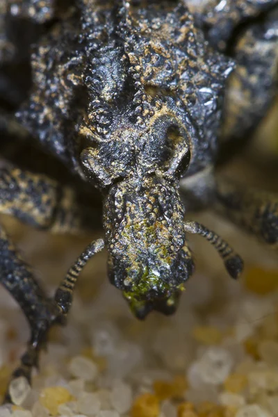 Escaravelho-focinho — Fotografia de Stock