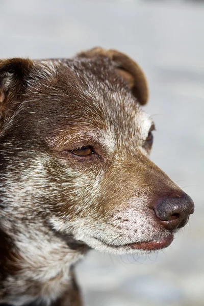 Velho cão doméstico — Fotografia de Stock
