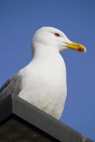 Seagull op de top van gebouw — Stok fotoğraf