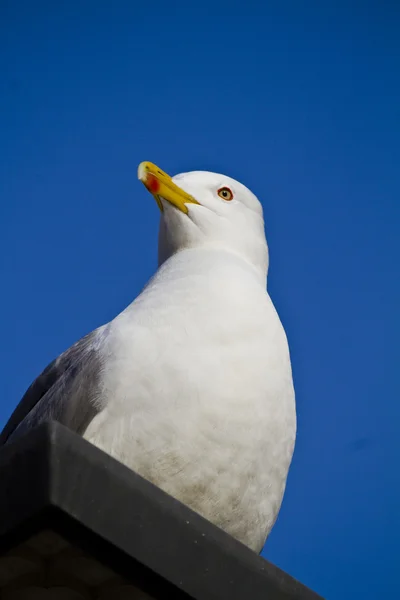 Seagull on a building — Stock Photo, Image