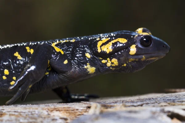 Salamandra de fuego —  Fotos de Stock
