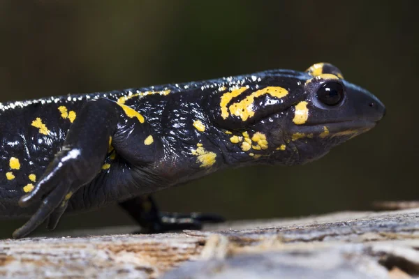 Feuersalamander — Stockfoto