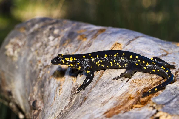 Feuersalamander — Stockfoto